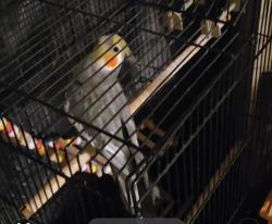 Lost Male Bird last seen Craven Rd, San Marcos, CA 92078