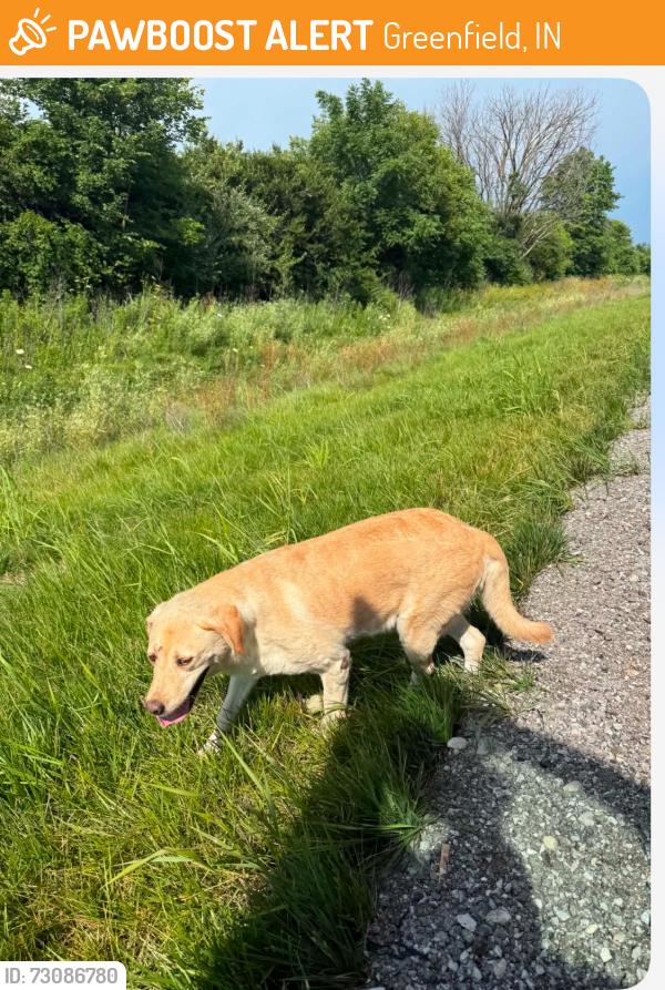 Found/Stray Female Dog last seen Greenfield Indiana I 65, Greenfield, IN 46140