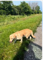 Found/Stray Female Dog last seen Greenfield Indiana I 65, Greenfield, IN 46140