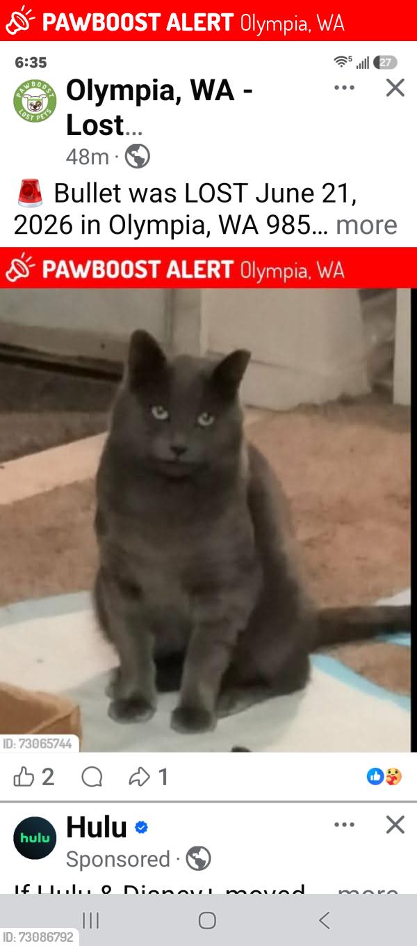 Lost Male Cat last seen Automall rd, Olympia, WA 98502