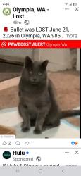 Lost Male Cat last seen Automall rd, Olympia, WA 98502