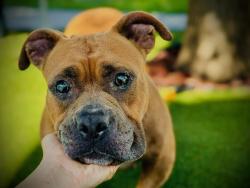 Shelter Stray Female Dog last seen , 2769 Conroy Rd, Orlando, FL 32839, USA