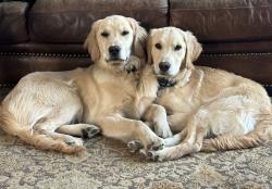 Reunited Male Dog last seen Lake country dr, Fort Worth, TX 76179
