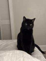 Reunited Female Cat last seen Farallone and Harvard, Fircrest, WA 98466