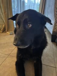 Found/Stray Male Dog last seen 7/11 and peters road, Plantation, FL 33317