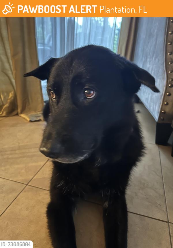Found/Stray Male Dog last seen 7/11 and peters road, Plantation, FL 33317