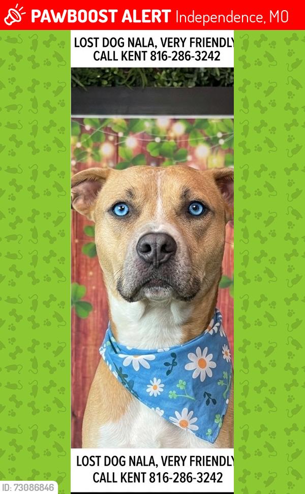 Lost Female Dog last seen Appleton, Independence, MO 64052