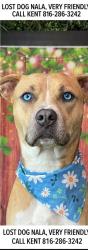 Lost Female Dog last seen Appleton, Independence, MO 64052