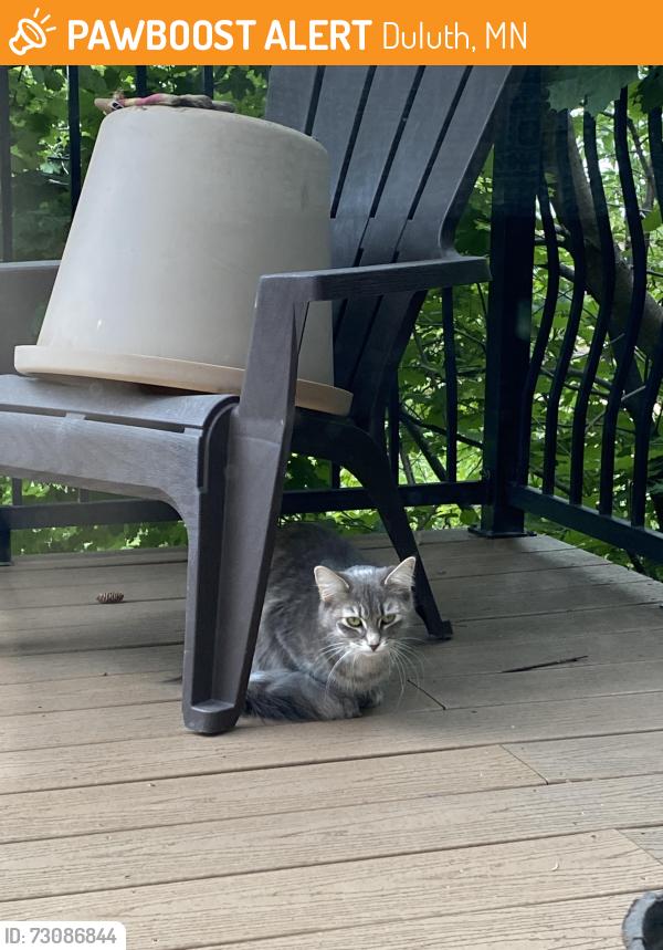 Found/Stray Unknown Cat last seen Near the Loch cafe, Duluth, MN 55812