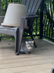 Found/Stray Unknown Cat last seen Near the Loch cafe, Duluth, MN 55812