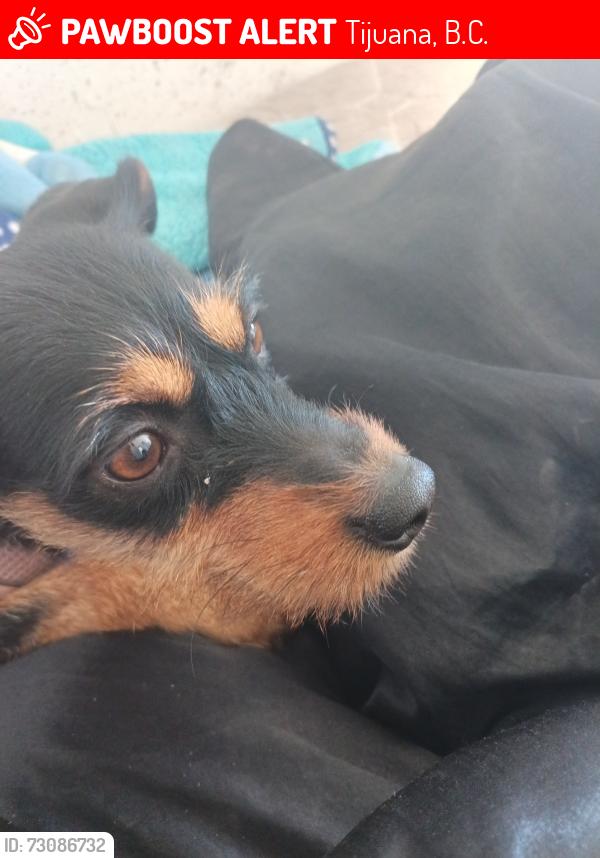 Lost Female Dog last seen Plaza El Parajitas, Tijuana, B.C. 22650