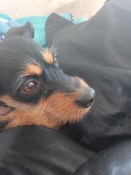 Lost Female Dog last seen Plaza El Parajitas, Tijuana, B.C. 22650
