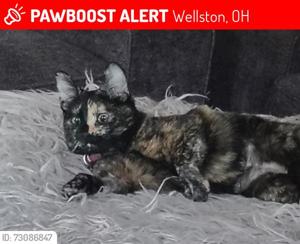 Lost Female Cat last seen Taco Bell in Wellston OH, Wellston, OH 45692