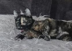 Lost Female Cat last seen Taco Bell in Wellston OH, Wellston, OH 45692