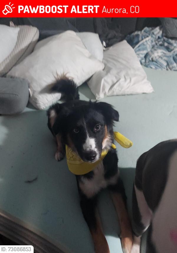 Lost Female Dog last seen 6th and Fairplay, Aurora, CO 80011