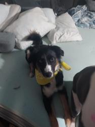 Lost Female Dog last seen 6th and Fairplay, Aurora, CO 80011