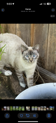 Lost Female Cat last seen Spring Cypress Rd & Kuykendahl Rd, Houston, TX 77388