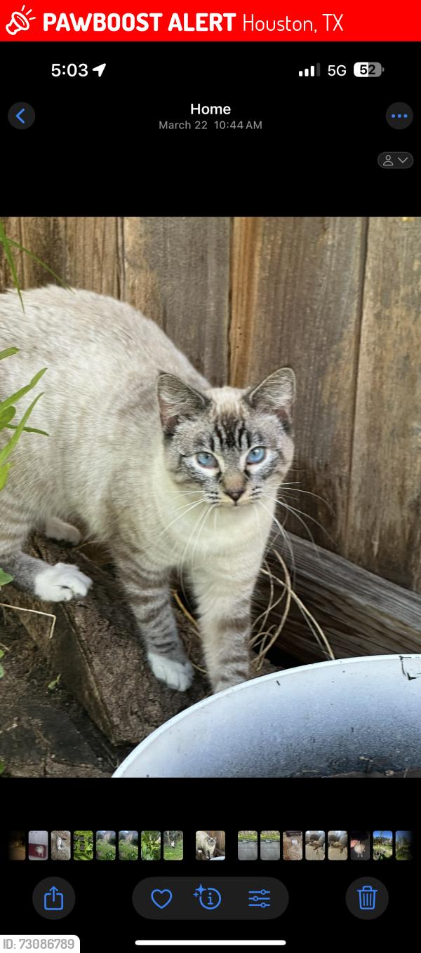 Lost Female Cat last seen Spring Cypress Rd & Kuykendahl Rd, Houston, TX 77388