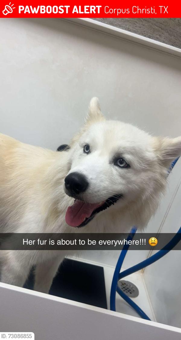 Lost Female Dog last seen She ran across the street from earthwise pet shop to the Starbucks kohls parking lot on Saratoga, Corpus Christi, TX 78414