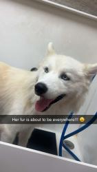 Lost Female Dog last seen She ran across the street from earthwise pet shop to the Starbucks kohls parking lot on Saratoga, Corpus Christi, TX 78414