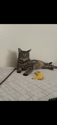 Lost Male Cat last seen Pease road is the cross street for Elmer and regency park is down the street on stabler, Yuba City, CA 95993