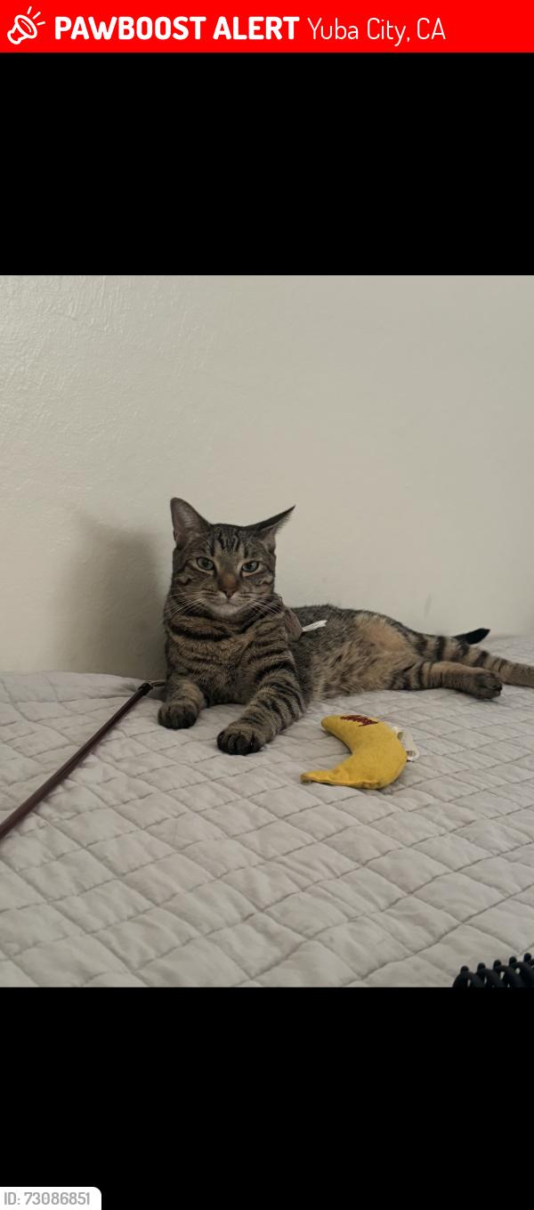 Lost Male Cat last seen Pease road is the cross street for Elmer and regency park is down the street on stabler, Yuba City, CA 95993