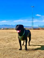 Lost Female Dog last seen Blossom view ave 5700, Las Vegas, NV 89142