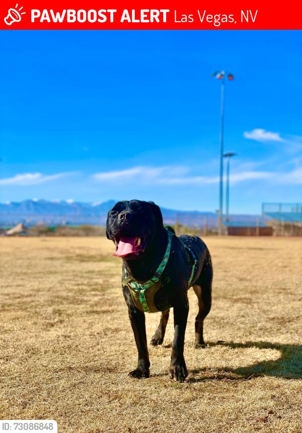 Lost Female Dog last seen Blossom view ave 5700, Las Vegas, NV 89142