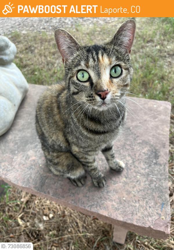 Found/Stray Female Cat last seen Overland Trail and Bingham Hill Road, Laporte, CO 80535