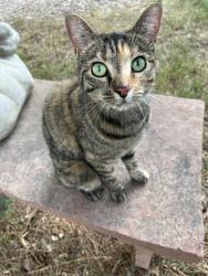 Found/Stray Female Cat last seen Overland Trail and Bingham Hill Road, Laporte, CO 80535