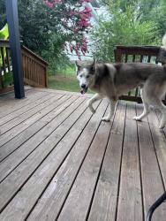 Found/Stray Unknown Dog last seen Pembroke road, Clarksville, TN 37042