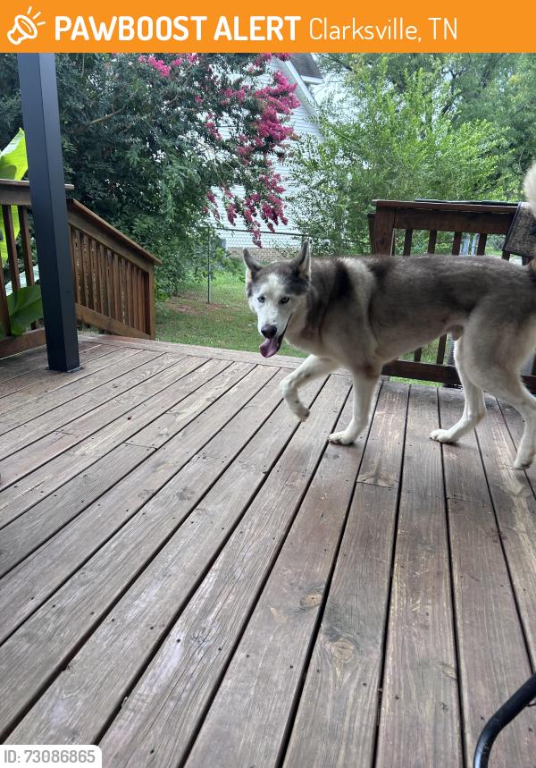Found/Stray Unknown Dog last seen Pembroke road, Clarksville, TN 37042