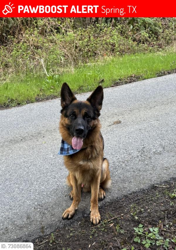 Lost Male Dog last seen Louetta and champions forest, Spring, TX 77379