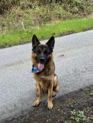 Lost Male Dog last seen Louetta and champions forest, Spring, TX 77379