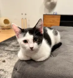 Reunited Male Cat last seen Near Equinox ave, Lakeville, MN 55044