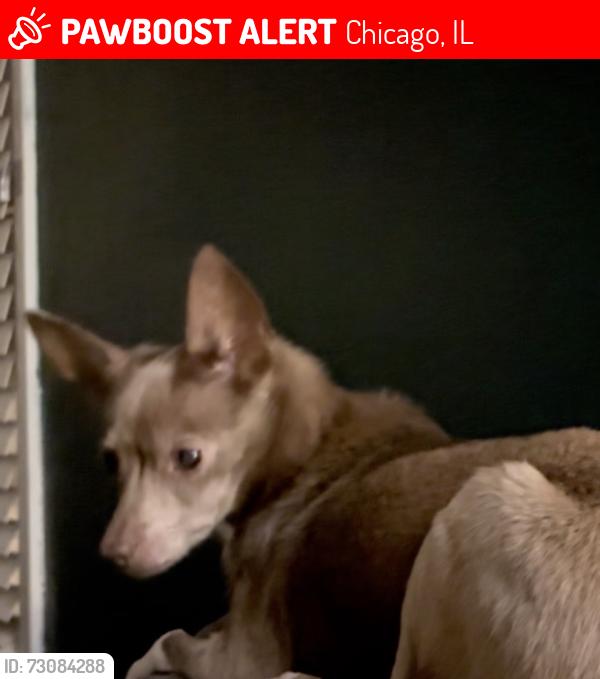 Lost Female Dog last seen 103rd and Wentworth, Chicago, IL 60628