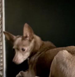 Lost Female Dog last seen 103rd and Wentworth, Chicago, IL 60628