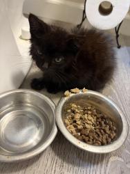 Found/Stray Unknown Cat last seen Gonzalez Rd Oxnard CA, Ventura, CA 93001