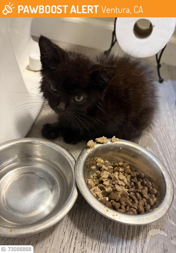 Found/Stray Unknown Cat last seen Gonzalez Rd Oxnard CA, Ventura, CA 93001