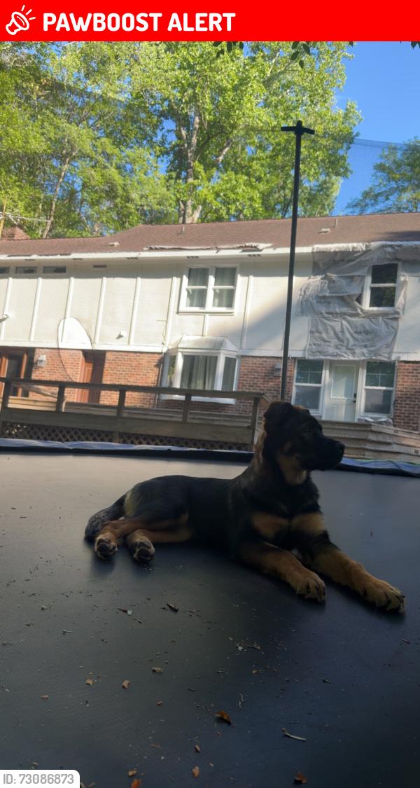 Lost Male Dog last seen Rambling rd, Davidson County, NC 27284