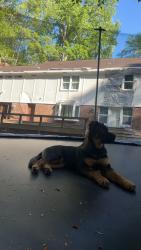 Lost Male Dog last seen Rambling rd, Davidson County, NC 27284