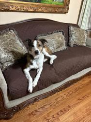 Lost Male Dog last seen Iglesia reconocimiento pentecostal, Houston, TX 77081