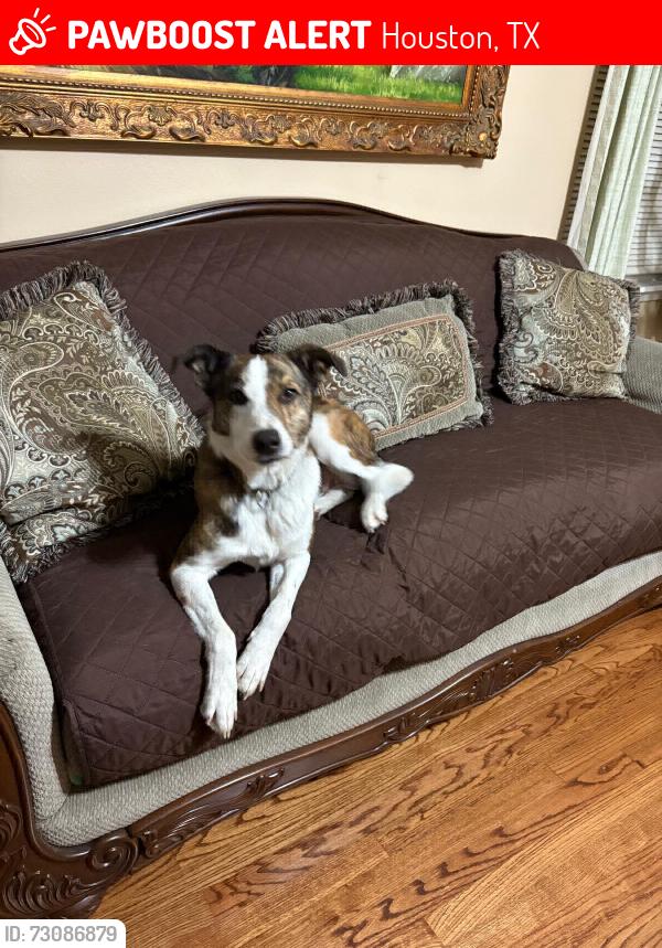 Lost Male Dog last seen Iglesia reconocimiento pentecostal, Houston, TX 77081