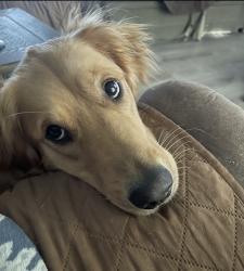 Lost Female Dog last seen Erin Lane, Independence, MO 64055
