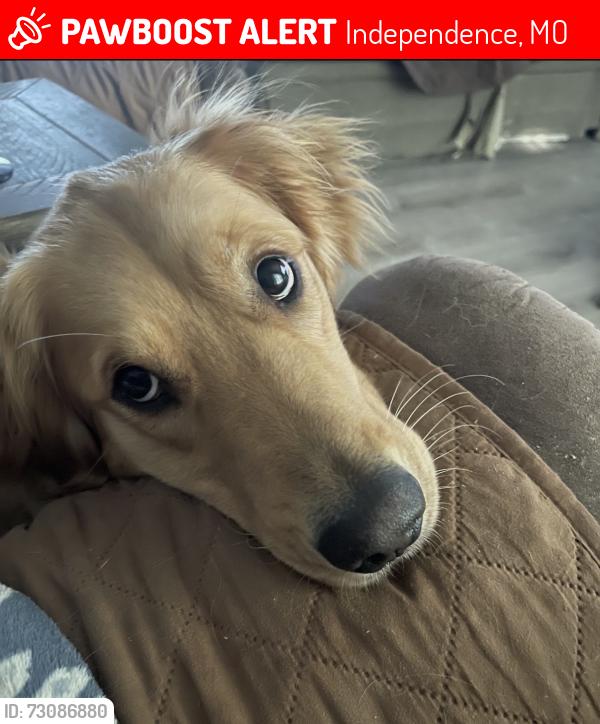 Lost Female Dog last seen Erin Lane, Independence, MO 64055