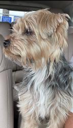Lost Male Dog last seen North Alpine and Bennett, Arroyo Grande, CA 93420