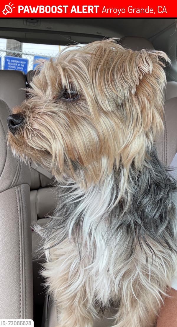 Lost Male Dog last seen North Alpine and Bennett, Arroyo Grande, CA 93420
