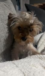 Lost Female Dog last seen Douglas blv, Oklahoma City, OK 73130