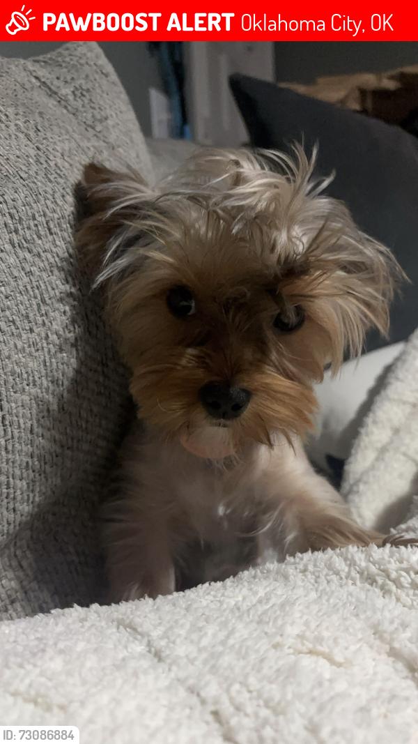 Lost Female Dog last seen Douglas blv, Oklahoma City, OK 73130