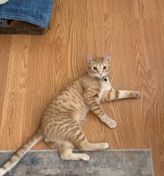 Lost Male Cat last seen Last seen near 24th street and 54th ave, Cicero, IL 60804